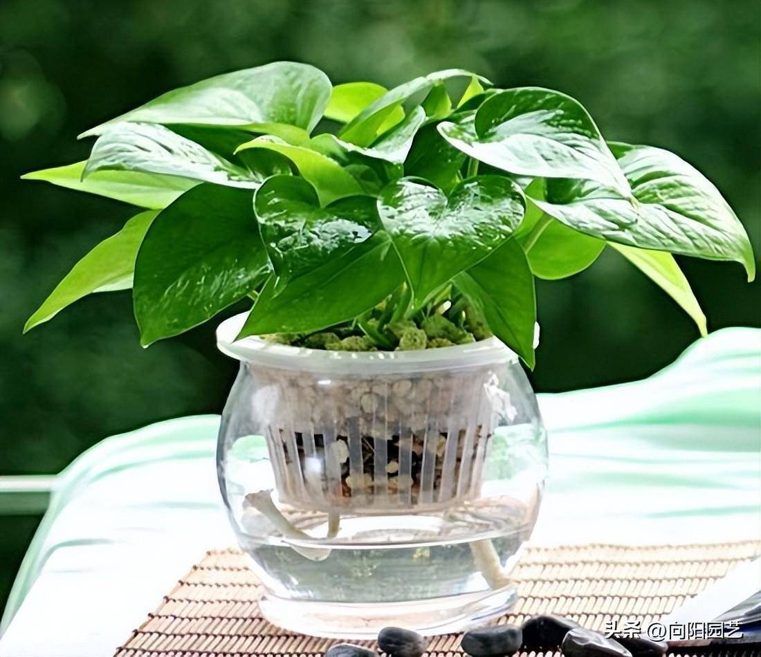适合水培的植物类型(这6种水养植物干净卫生观赏性高)-图片4